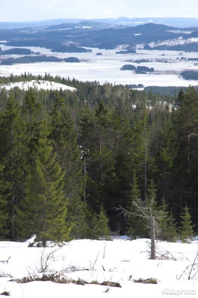 Zweedse bossen en meren