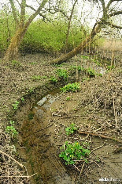 Zoetwaterschor van de Schelde aan de Vlassenbroekse Polder