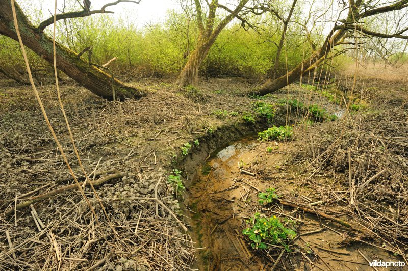 Zoetwaterschor van de Schelde aan de Vlassenbroekse Polder
