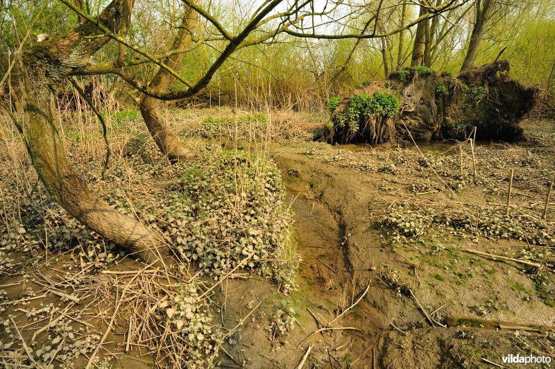 Zoetwaterschor van de Schelde aan de Vlassenbroekse Polder