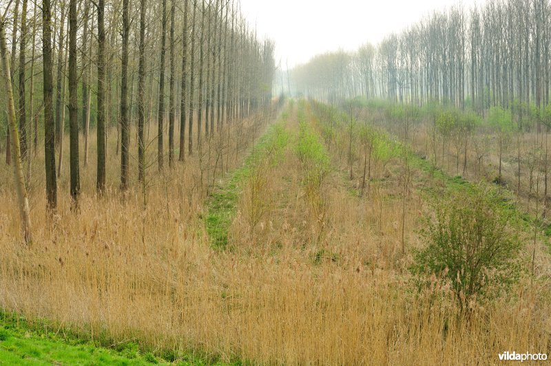 Natuurreservaat Vlassenbroekse Polder