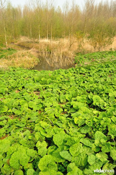 Groot Hoefblad in het Zwijn