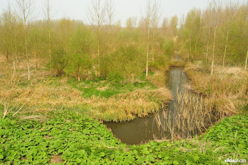 Groot Hoefblad in het Zwijn