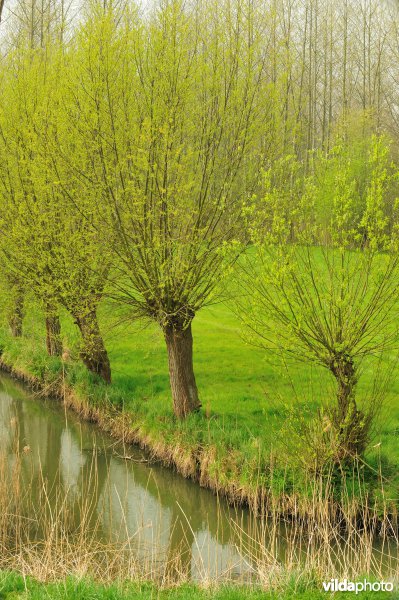 Polders in het Zwijn