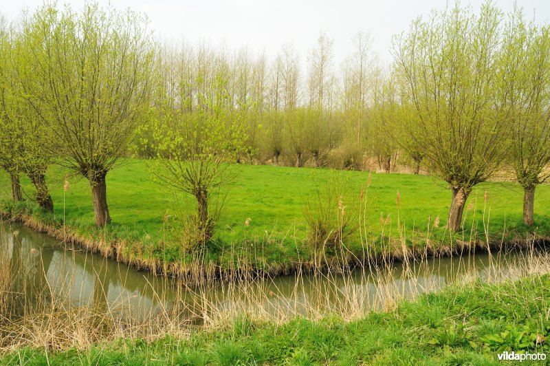 Polders in het Zwijn