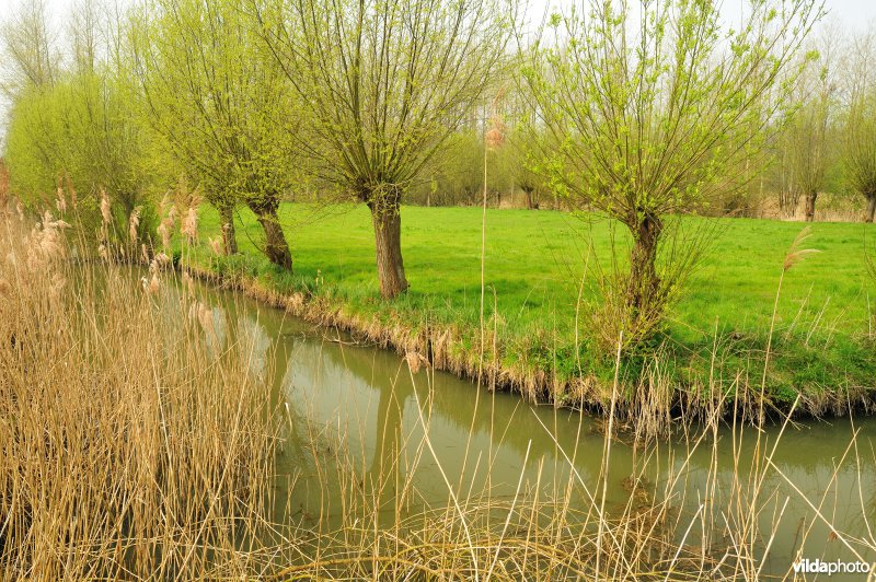 Polders in het Zwijn