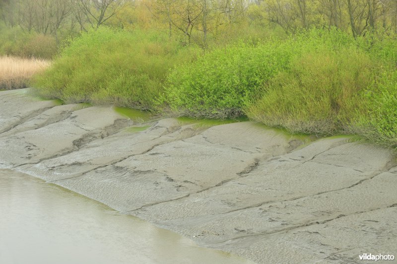 Zoetwaterschor van de Durme