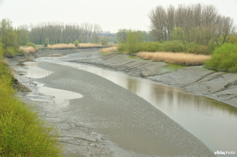 Zoetwaterschor van de Durme