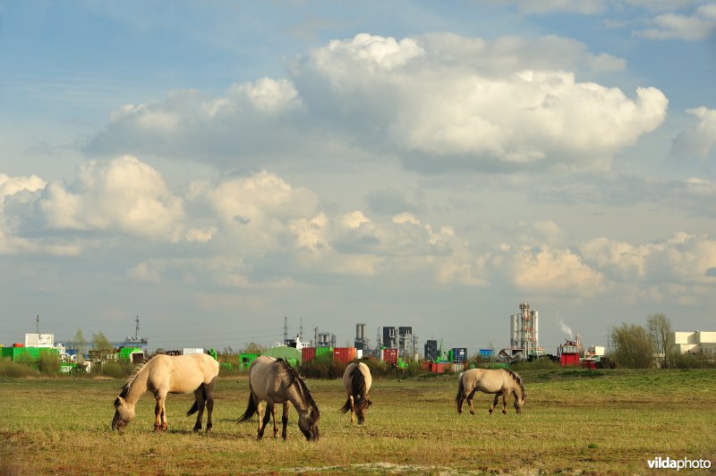 Vlakte van Zwijndrecht