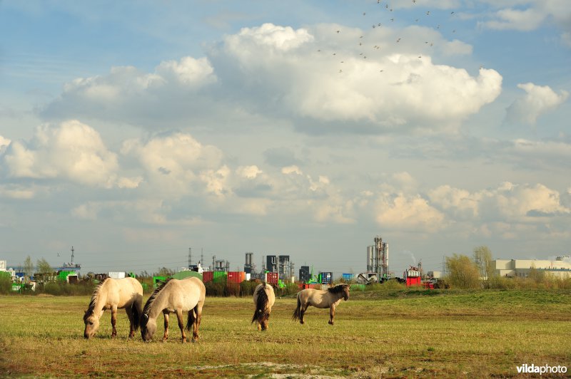 Vlakte van Zwijndrecht