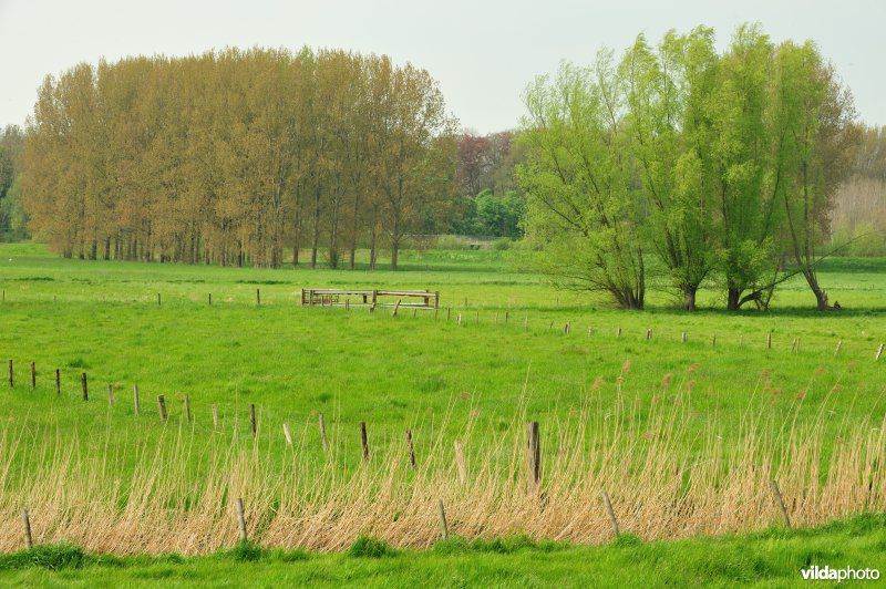 Bergenmeersen in Wichelen