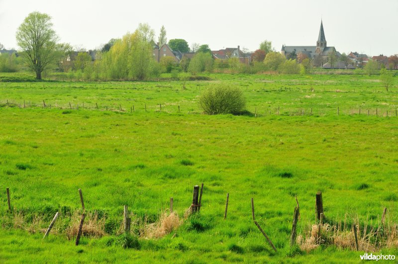 Bergenmeersen in Wichelen