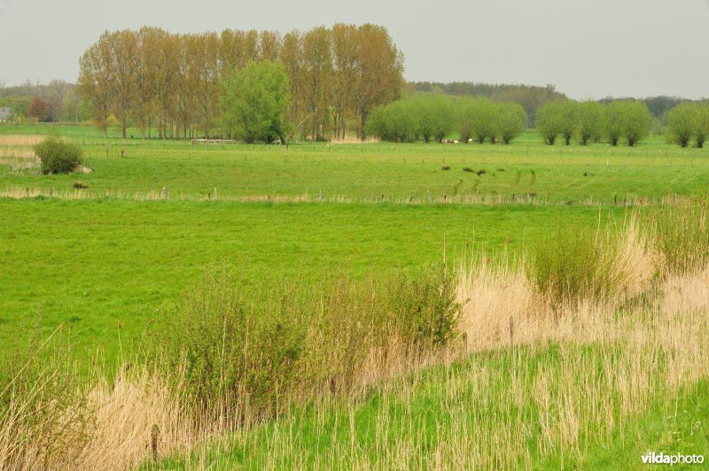 Bergenmeersen in Wichelen