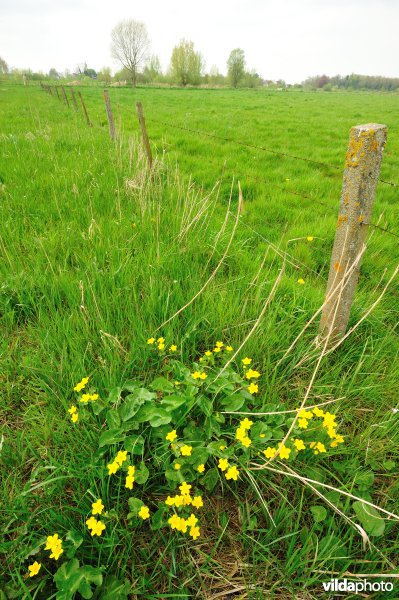 Dotterbloemen in Bergenmeersen