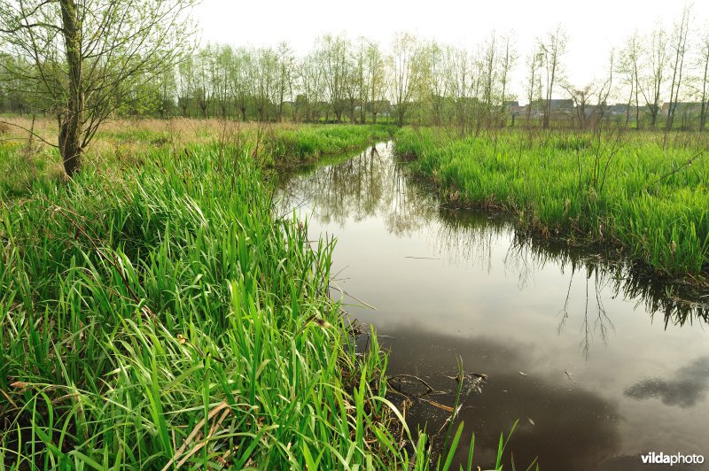 De Weimeersen deel 1 in de Kalkense meersen