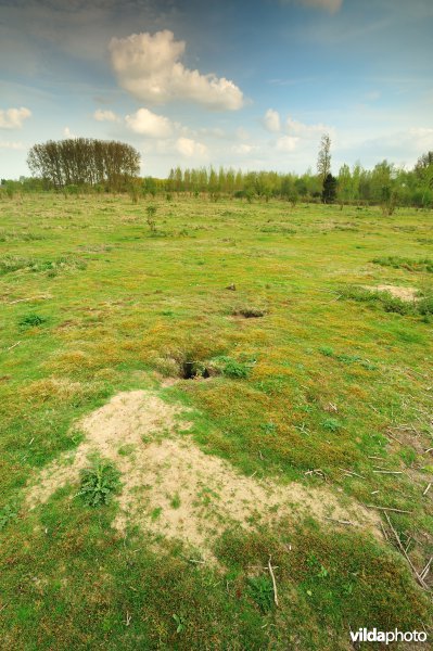 Landduinen in de Wijmeersen deel 1