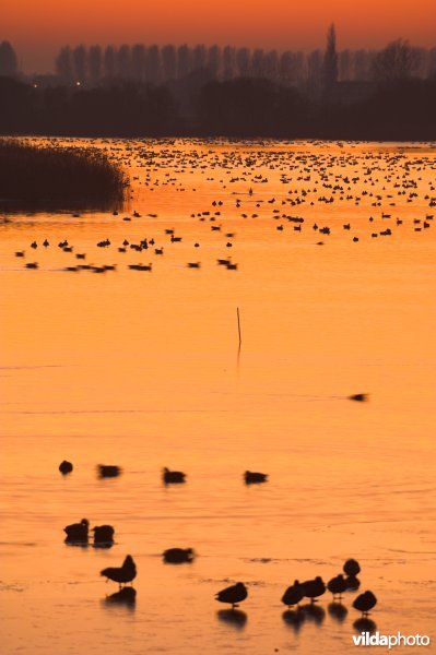 Natuurreservaat De Blankaart