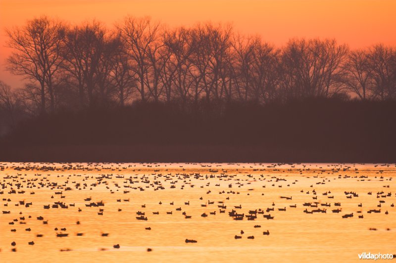 Natuurreservaat De Blankaart