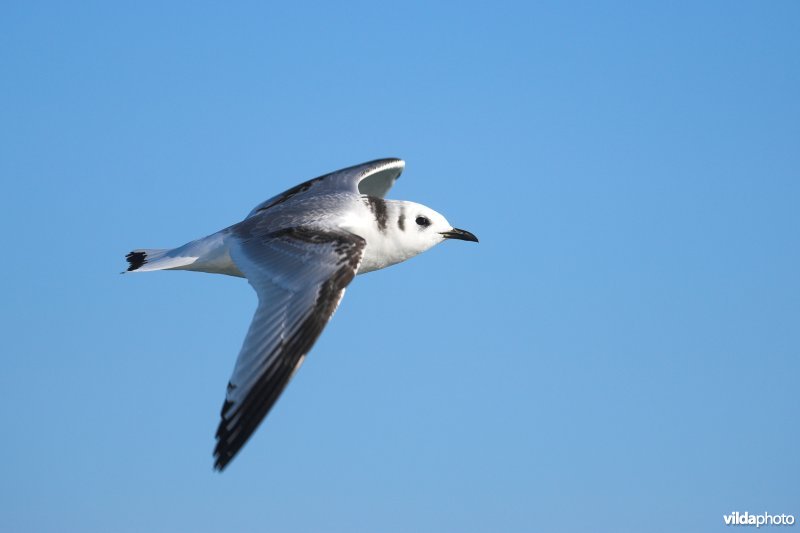 Drieteenmeeuw in vlucht