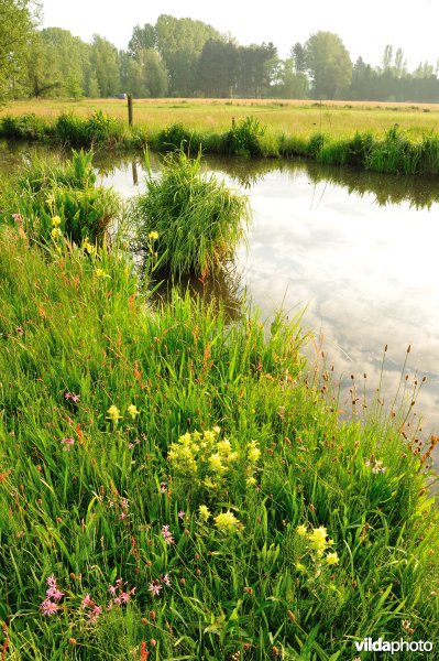 Dotterbloemhooilanden in de Scherenmeersen