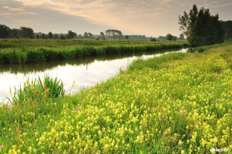 Dotterbloemhooilanden in de Scherenmeersen