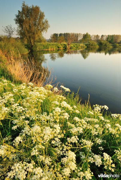 Fluitekruid in de Oude Durme