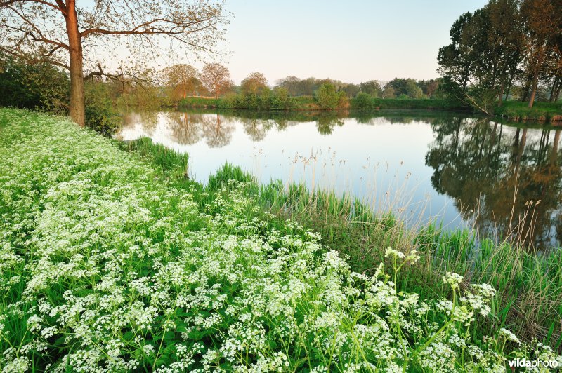 Fluitekruid in de Oude Durme