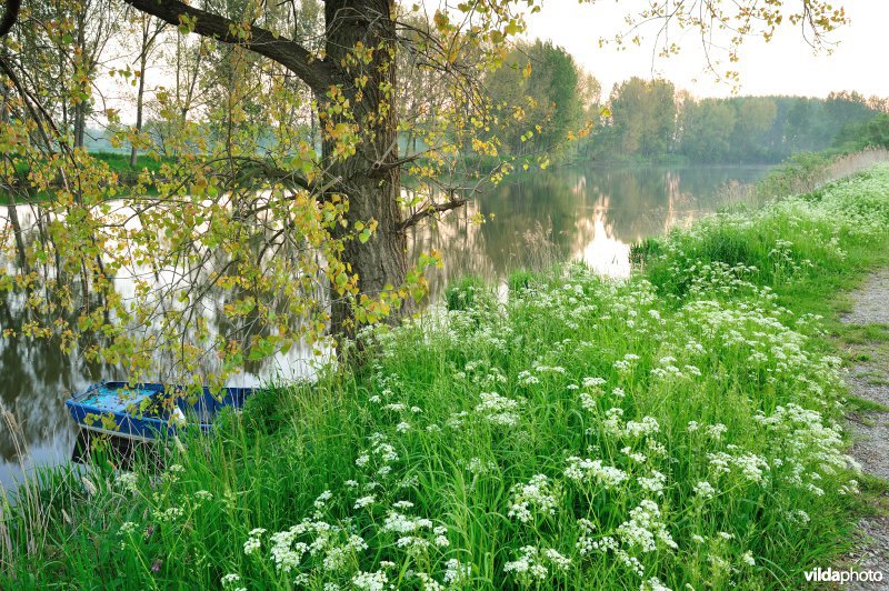 Fluitekruid in de Oude Durme