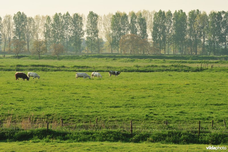 Natuurgebied Weijmeerbroek