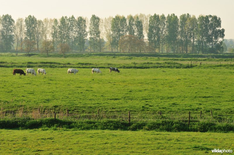 Natuurgebied Weijmeerbroek
