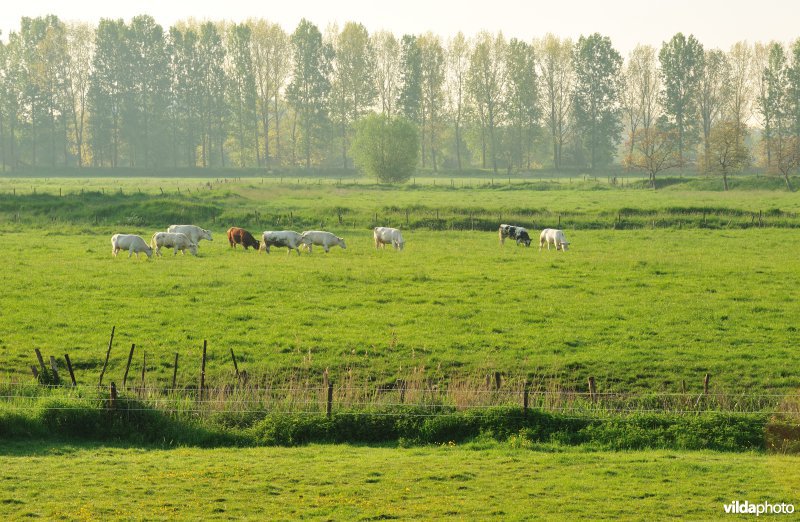 Natuurgebied Weijmeerbroek