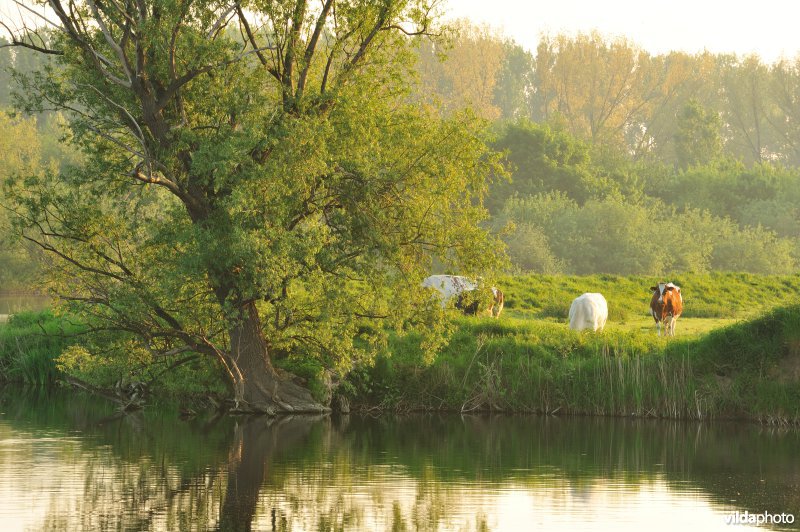 Natuurgebied Weijmeerbroek