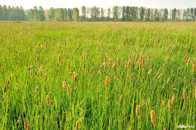 Grote vossestaart in het Weijmeerbroek