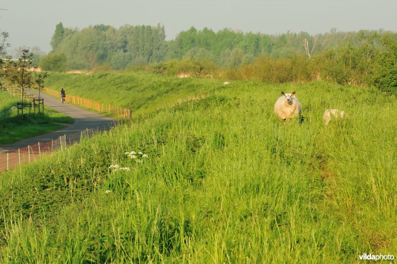 Schapenbegrazing op de dijken van de Durme