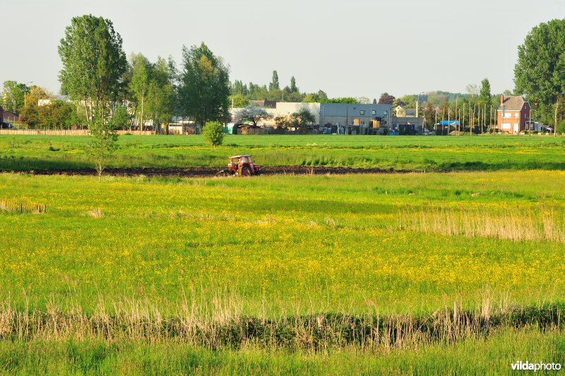 Paardebroek in Berlare