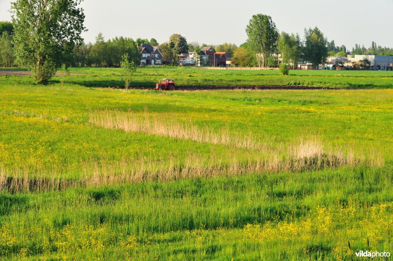Paardebroek in Berlare