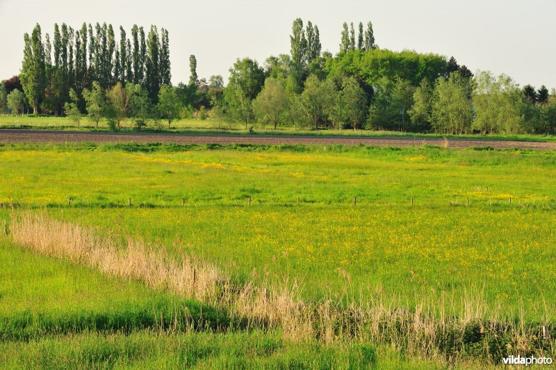 Paardebroek in Berlare