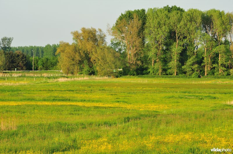 Paardebroek in Berlare