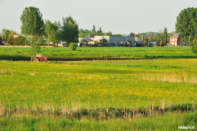 Paardebroek in Berlare