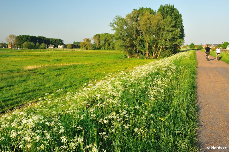 Paardebroek in Berlare