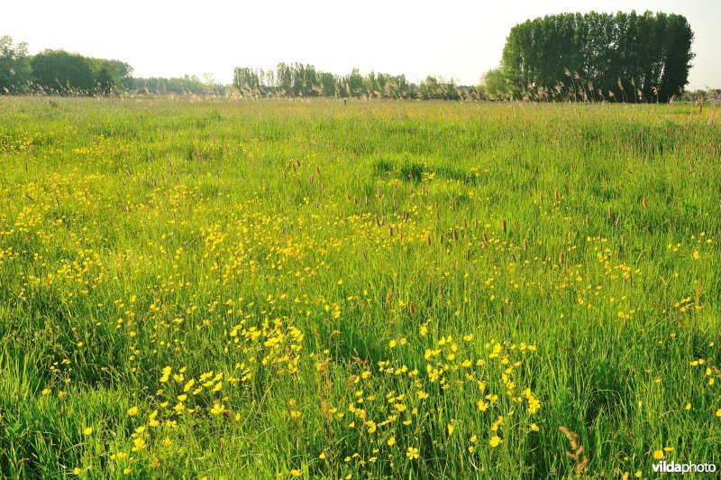 Paardebroek in Berlare