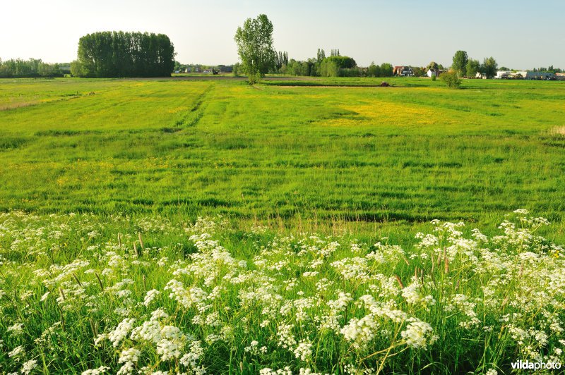 Paardebroek in Berlare
