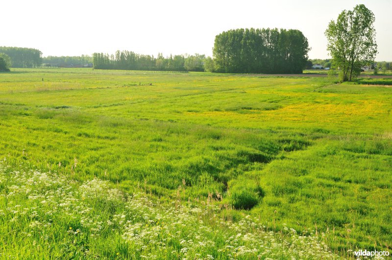 Paardebroek in Berlare