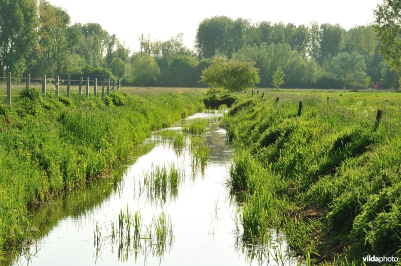 Paardebroek in Berlare