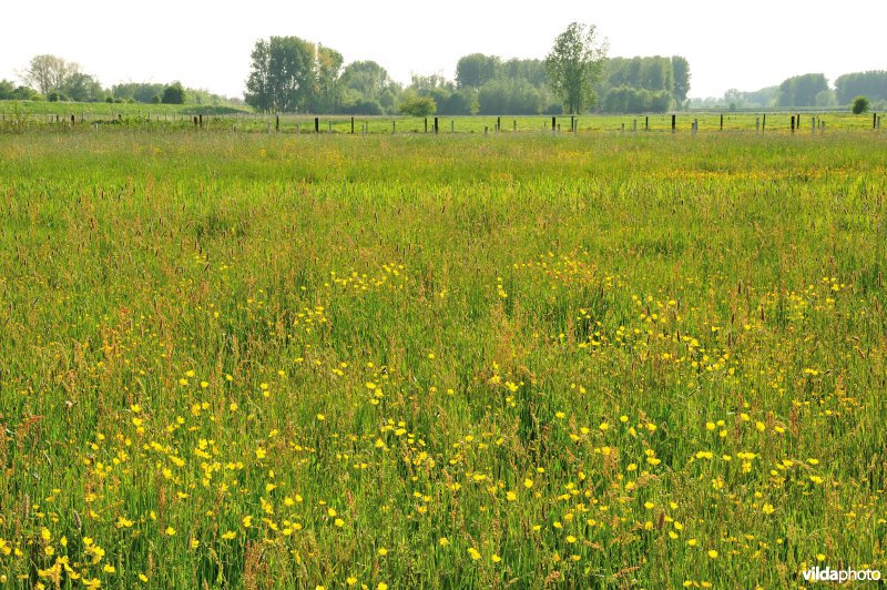 Paardebroek in Berlare