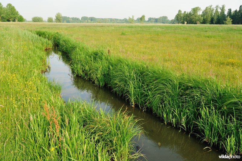 Vingelinkbeekvallei
