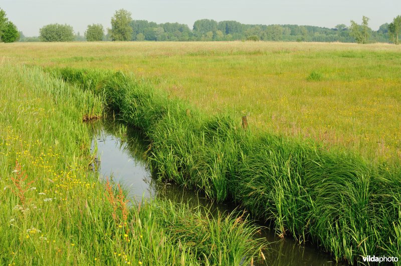 Vingelinkbeekvallei