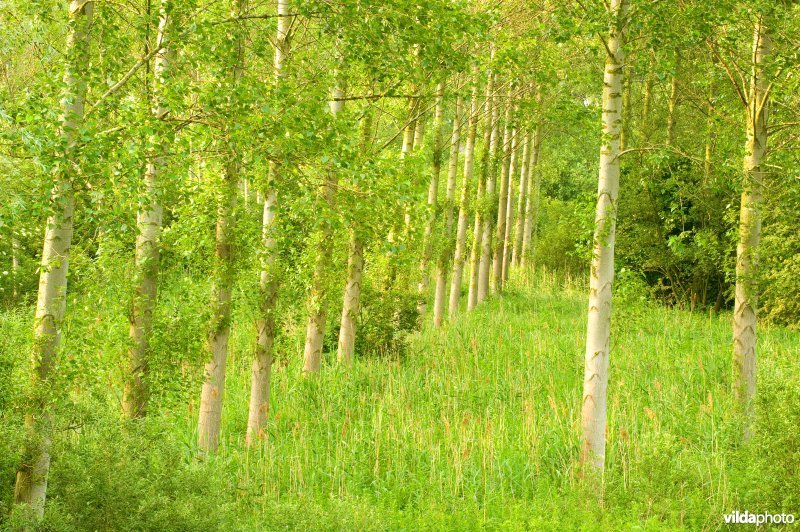 Vlassenbroekse polders