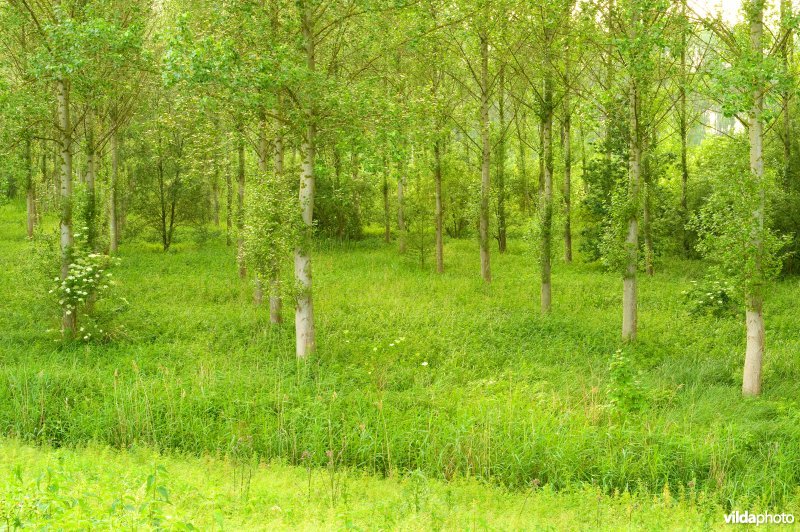 Vlassenbroekse polders