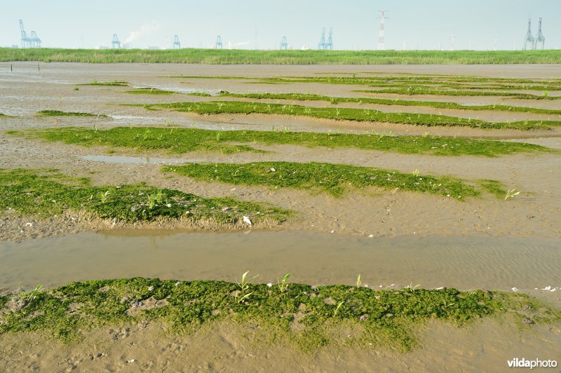 Paardenschor in Doel